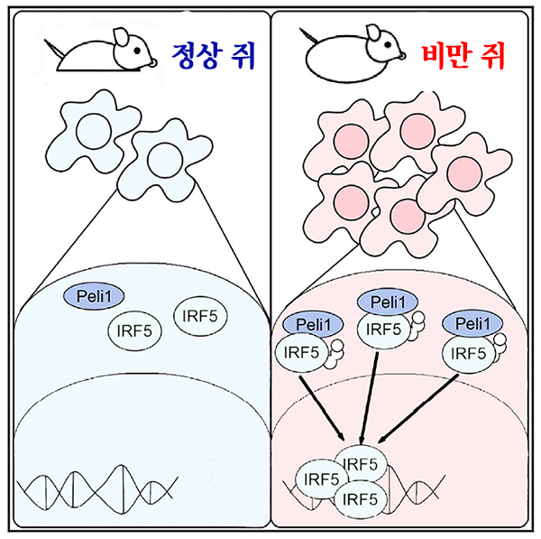 비만 쥐는 대식세포내에 증가된 펠리노-1이 IRF5와 결합해 지방조직의 염증을 유도하고 당뇨병을 유발시킨다