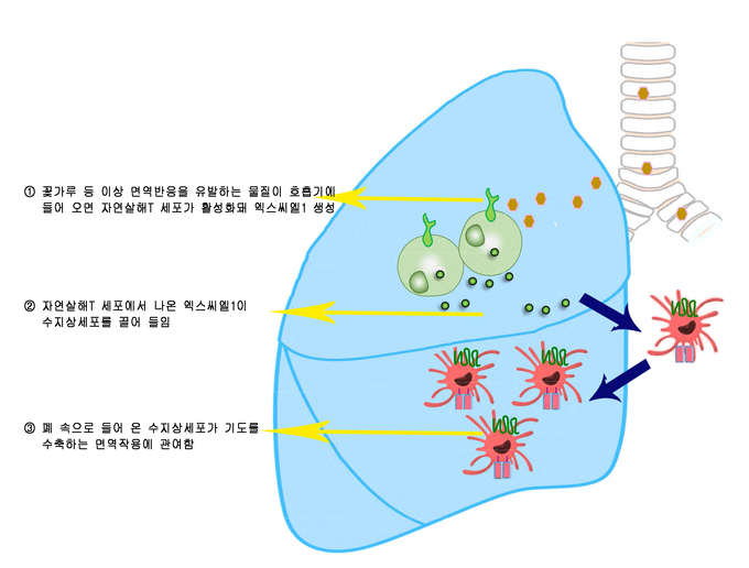 ①과 ②의 과정에서 엑스씨엘1이 발현되지 못하게 쥐 유전자 조작...수지상세포가 폐에 못 들어 와 천식 유발이 덜 됨