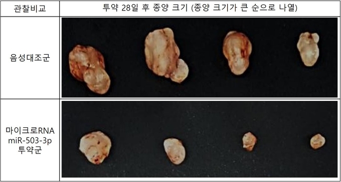 투약 시작 28일 후 음성대조군과 miR-503-3p를 투여한 군에서의 종양의 크기를 비교하였다. 그 결과, 프로스테믹스가 줄기세포 배양 기술 과정에서 선별한 마이크로RNA 투여군에서 종양 성장이 약 30% 수준으로 억제된 것을 확인했다. 또한 ▶암 세포 사멸 ▶암 줄기세포 증식 억제 ▶암 줄기세포능을 유지하는데 필요한 유전자의 발현 억제에 영향을 끼치는 것을 확인했다.