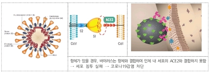항체치료제의 작용기전 : 코로나 바이러스가 사람의 세포내로 침투하기 위해서는 코로나 바이러스의 Spike 단백질이 사람 세포 표면에 있는 수용체 단백질(ACE2)과 결합해야 하는데 항체치료제는 코로나 바이러스의 Spike 단백질과 결합하여 코로나 바이러스가 수용체 단백질에 결합하는 것을 방지함