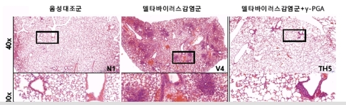 마우스 정상 폐조직(좌), 델타변이 코로나바이러스 감염 폐조직(중간), 감마-PGA 투여군 폐조직 (우)