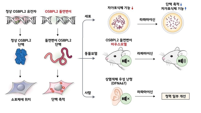 정상 유전자의 단백질과는 달리 OSBPL2 유전자의 돌연변이 단백질은 세포 내 자가포식체에 축적돼 난청을 유발했고, 라파마이신 주입으로 난청 질환이 개선되는 효과를 확인했다.