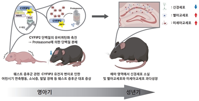 웨스트 증후군 관련 CYFIP2 유전자 변이를 갖는 생쥐 모델이 나타내는 다양한 증상