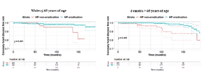 65세 이하 남성(왼쪽)과 65세 이하 여성(오른쪽)의 제균 치료 후 관상동맥 질환 미발생 추이,헬리코박터 제균 그룹(파란색)에서 관상동맥 질환이 없을 확률이 비제균 그룹(붉은색)보다 유의미하게 높다.