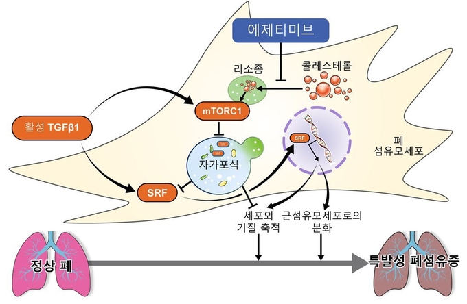 에제티미브가 폐섬유화를 억제하는 과정
