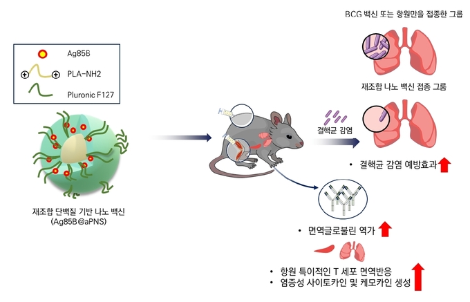 재조합 단백질 나노 백신을 접종 시 항원 특이적인 면역글로불린의 생성량이 증가하고, 결핵균의 공기감염을 억제함. 또한 항원 특이적인 면역글로불린과 T 세포 면역반응, 염증성 사이토카인·케모카인의 생성량이 증가함.