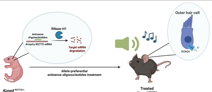 안티센스 올리고뉴클레오타이드는 돌연변이 대립유전자가 만드는 메신저 RNA를 분해해 난청을 개선했다.