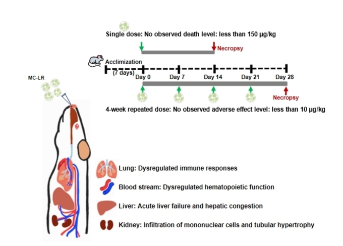 경희대 의과대학 기초-임상 연구팀, 녹조의 위험으로부터 건강 지킬 '노출허용량' 제시