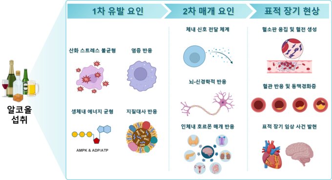 음주가 심혈관 건강에 미치는 병태생리 기전에 대한 개념적 모식도