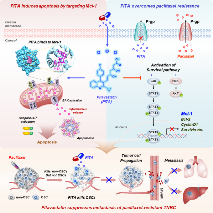 피타바스타틴은 Mcl-1 단백질의 BH3 결합 부위에 직접 작용해 암세포의 미토콘드리아 기능을 붕괴시키고 세포 사멸을 유도한다. 동시에 P-glycoprotein 및 AKT·STAT3 생존 신호 경로를 억제함으로써 파클리탁셀 내성 암세포와 암줄기세포를 효과적으로 제거하고, 종양 재발과 전이를 효과적으로 억제한다.