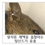 쯔쯔가무시증을 매개 털진드기 큰폭 증가...야외 활동시 주의해야