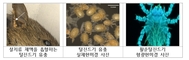 쯔쯔가무시증을 매개 털진드기 큰폭 증가...야외 활동시 주의해야
