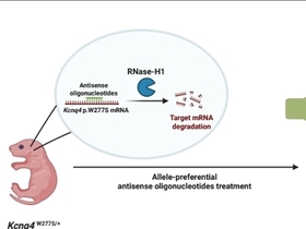 안티센스 올리고뉴클레오타이드 치료제,효과적인 유전성 난청 치료제로 활용 가능성 찾아
