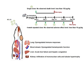 지구온난화로 녹조 문제 심각, ‘마이크로시스틴’ 호흡기 통해 건강 위협...경희대,안전 가이드라인 최초 제시