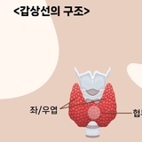 저위험 갑상선 협부암, ‘협부절제술’도 안전하고 효과적…광범위 절제 최소화 표준화 되나