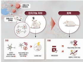 코로나19 후 인지장애, 스파이크 단백질이 직접적 병인… 메트포르민서 신경 보호 가능성 확인