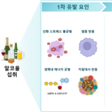 소주 한 두잔, 반주는 괜찮겠지?...천만에 '술 한 잔'도 심장에 독, "심혈관에 안전한 음주는 없다"