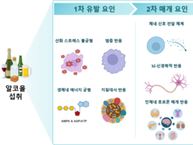 소주 한 두잔, 반주는 괜찮겠지?...천만에 '술 한 잔'도 심장에 독, "심혈관에 안전한 음주는 없다"