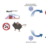경중도 난청, 현재까지 안전하고 효과적 치료법 없었는데..."새 희망 보인다"