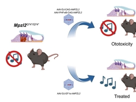 경중도 난청, 현재까지 안전하고 효과적 치료법 없었는데..."새 희망 보인다"
