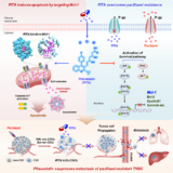 고지혈증 치료제, 난치암 치료 돌파구 되나...“이미 승인된 약물, 임상 적용 가능성 높아”