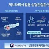 비후성 심근병증 발병 기전 규명…제브라피쉬 모델서 ATF3 역할 확인