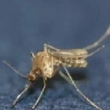 일본뇌염 주의보 전국 발령…제주서 올해 첫 매개모기 확인