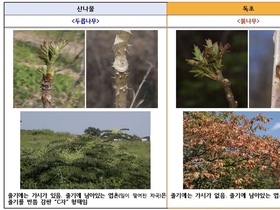 “산나물인 줄 알고 먹었다간 낭패 ” ...전문가도 구분하기 어려운 산나물과 독초, 봄철 사고 주의보